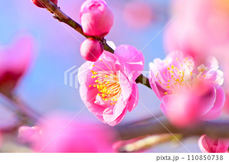 寒い時期に花を咲かせる梅の花 寒い時期に花を咲かせる梅の花 110850738
