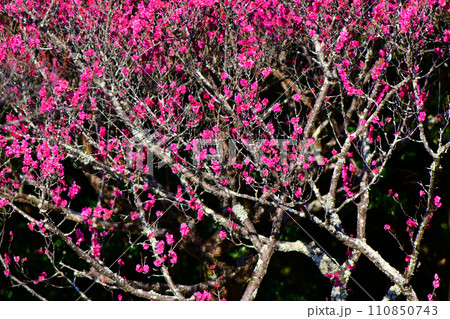 春の訪れを告げてくれる梅の花 110850743