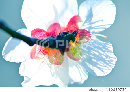 気品で上品な白い梅の花 110850753