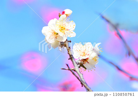 気品で上品な白い梅の花 110850761