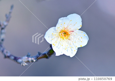 気品で上品な白い梅の花 110850769
