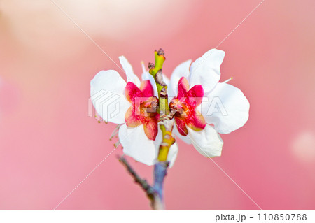 気品で上品な白い梅の花 110850788