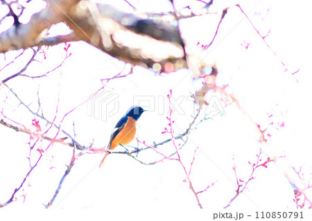 小枝にとまるジョウビタキ 110850791