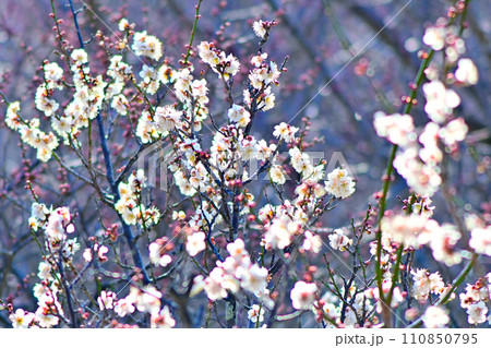 香り高く咲き始めた梅の花 110850795