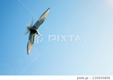 river tern in flight in the sky 110850806