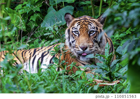 Sumatran Tiger in the forest, Panthera tigris altaica Sumatran Tiger in the forest, Panthera tigris altaica 110851563