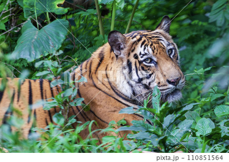 Sumatran Tiger in the forest, Panthera tigris altaica Sumatran Tiger in the forest, Panthera tigris altaica 110851564