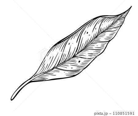 Leaf vector illustration. Hand drawn drawing of plant on isolated background. Botanical etching. Engraving of vintage nature design element. Avocado foliage sketch painted by black inks. 110851591