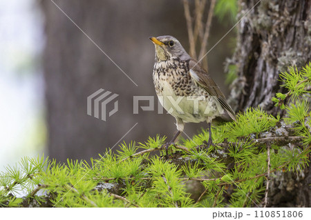 Fieldfare (Turdus pilaris) in a larch tree in Switzerland 110851806