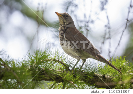 Fieldfare (Turdus pilaris) in a larch tree in Switzerland Fieldfare (Turdus pilaris) in a larch tree in Switzerland 110851807