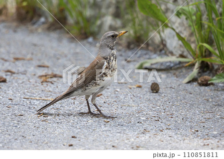 Fieldfare (Turdus pilaris) on a road in Switzerland Fieldfare (Turdus pilaris) on a road in Switzerland 110851811