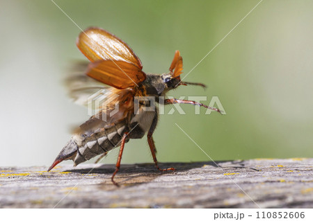 Common cockchafer (Melolontha melolontha) in Switzerland 110852606
