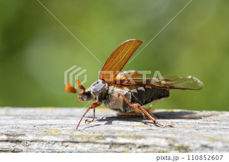 Common cockchafer (Melolontha melolontha) in Switzerland Common cockchafer (Melolontha melolontha) in Switzerland 110852607