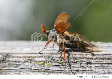 Common cockchafer (Melolontha melolontha) in Switzerland 110852608