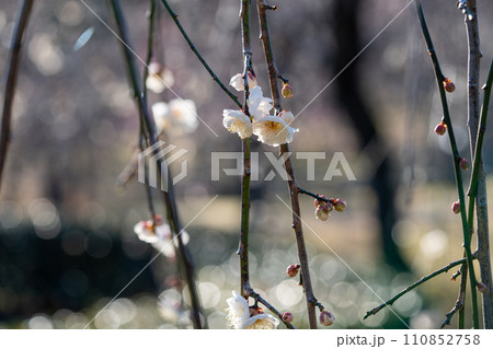 早春に咲く 梅の花 小田原フラワーガーデン 早春に咲く 梅の花 小田原フラワーガーデン 110852758