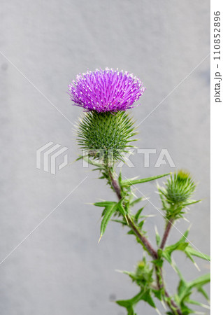 アザミの花 アザミの花 110852896