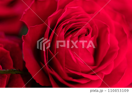 真っ赤なバラ 背景素材 真っ赤なバラ 背景素材 110853109