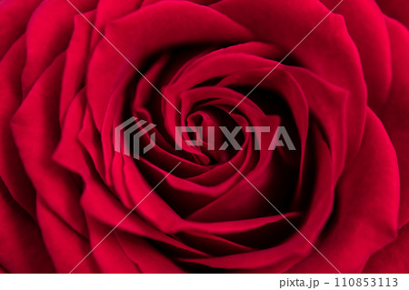 真っ赤なバラ 背景素材 110853113