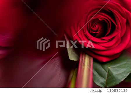 真っ赤なバラ 背景素材 110853135