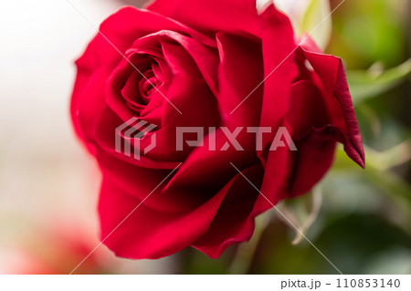 真っ赤なバラ 背景素材 110853140