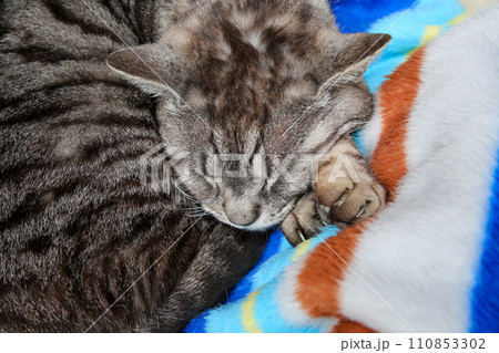 神社の飼い猫 神社の飼い猫 110853302