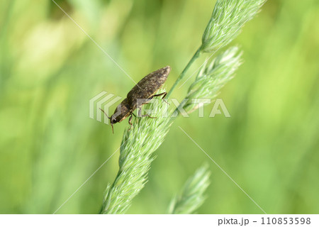 A click beetle or wireworm sits on a green leaf. A click beetle or wireworm sits on a green leaf. 110853598