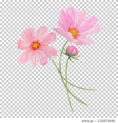 Pink Cosmos watercolor illustration. Hand drawn botanical painting, floral sketch. Colorful flower clipart for summer or autumn design of wedding invitation, print, greeting, sublimation, textile Pink Cosmos watercolor illustration. Hand drawn botanical painting, floral sketch. Colorful flower clipart for summer or autumn design of wedding invitation, print, greeting, sublimation, textile 110853646
