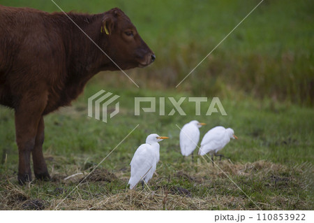 Western cattle egret (Bubulcus ibis) in the Netherlands Western cattle egret (Bubulcus ibis) in the Netherlands 110853922