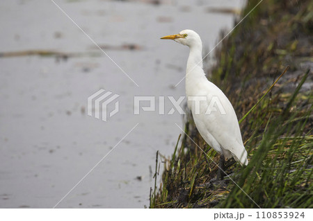 Western cattle egret (Bubulcus ibis) in the Netherlands 110853924