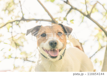 On spring morning happy dog in blossoming apple garden 110854144