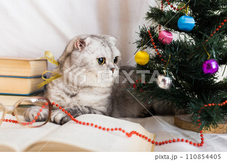 Interested gray cat lying near open book and Christmas tree 110854405