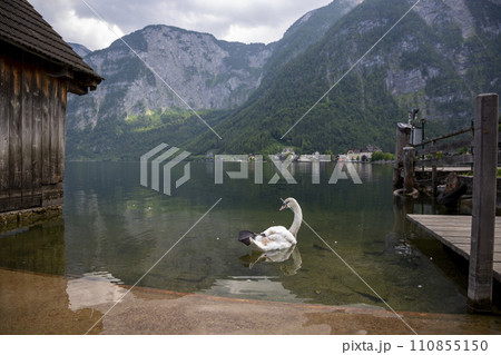 White swan off the shore of Lake Hallstattersee in Hallstatt 110855150