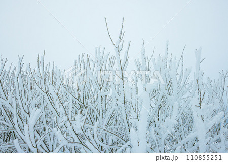 Cold winter background with frost covered branches Cold winter background with frost covered branches 110855251
