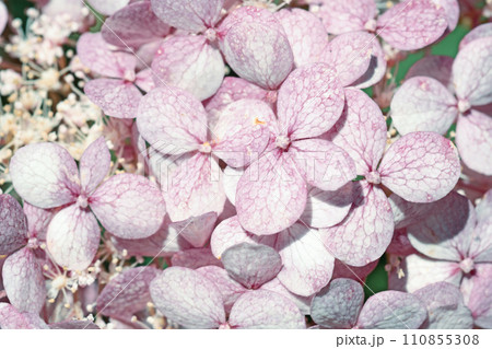 beautiful  blossom  of pink hydrangea at sunny day. close up 110855308