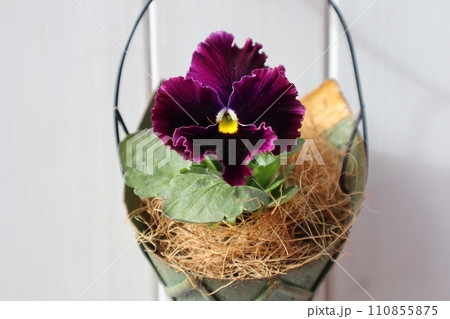 紫色フリルパンジーをリメイク缶に植える 110855875