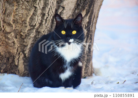 funny striped hunter cat sits on a fence and watches funny striped hunter cat sits on a fence and watches 110855891
