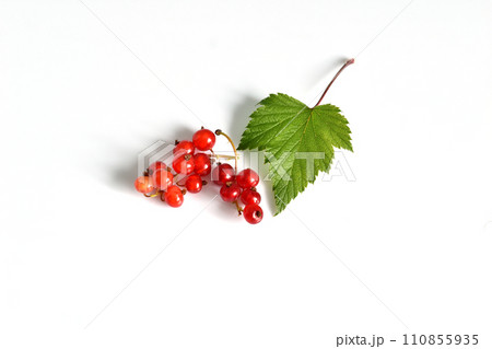 Red currant berries on a white background. 110855935