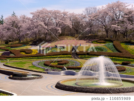 国営みちのく杜の湖畔公園(宮城県川崎町) 国営みちのく杜の湖畔公園(宮城県川崎町) 110855989