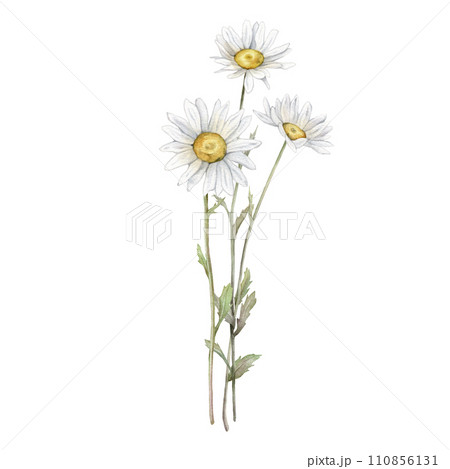 Watercolor Daisy. Hand drawn illustration of Chamomile. bouquet of white blossom flowers on isolated background. Drawing botanical clipart invitation cards. Hand painted summer rustic wildflowers. 110856131