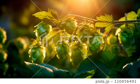Macro closeup of green ripe hop cones on field with sunlight. Branch of hop cones for making beer and bread 110856491
