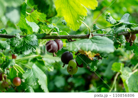 Yoshta is a hybrid of currants and gooseberries. 110856806