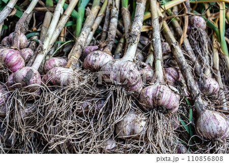 Organic garlic on the field. Selective focus. Harvesting. 110856808