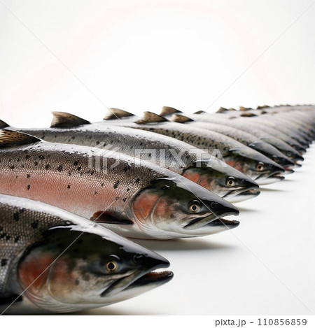 Salmon, red fish, fresh seafood product, many fish next to each other on a white background, for advertising fish products  110856859