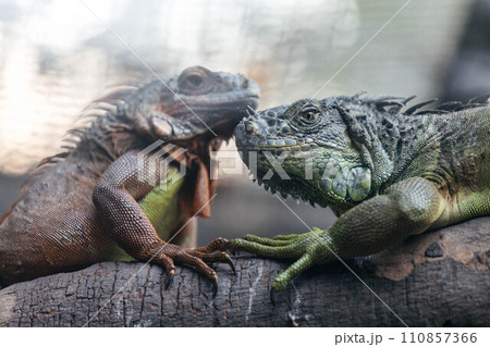 Two beautiful iguanas sitting on a tree 110857366