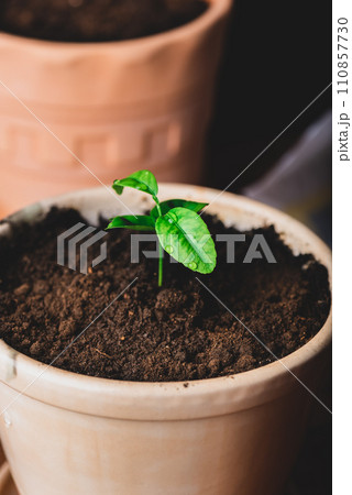 Young Tangerine Plant in a Ceramic Pot Young Tangerine Plant in a Ceramic Pot 110857730