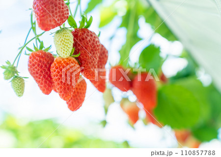 いちご狩り、イチゴ狩り、苺狩り、果物狩り、フルーツ狩り 110857788