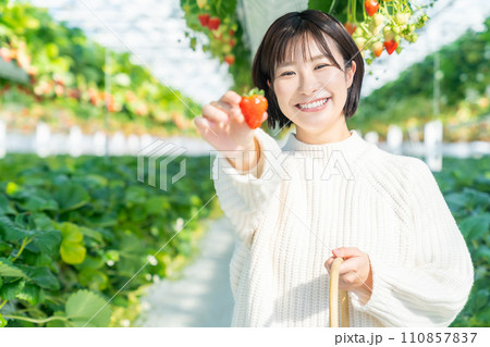 イチゴ狩りをする女性 いちご狩りをする女性 イチゴ狩りをする女性 いちご狩りをする女性 110857837