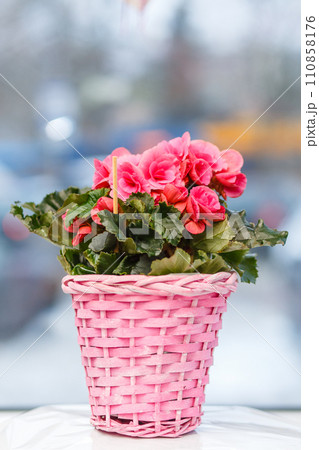 Beautiful begonia flower in pink wicker basket. Beautiful begonia flower in pink wicker basket. 110858176