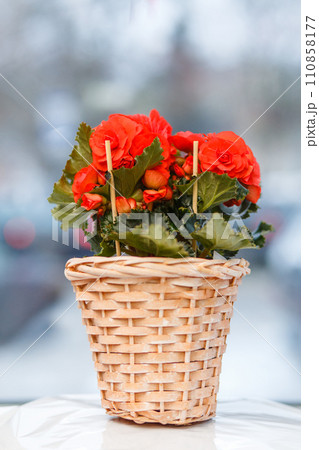 Beautiful begonia flower in yellow wicker basket. 110858177