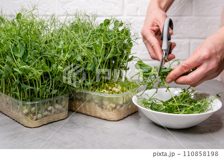 Fresh and vibrant pea sprouts, meticulously hand-trimmed 110858198